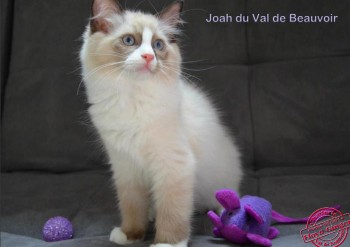 mâle seal bicolour - 11 semaines - Chatterie Ragdolls du Val de Beauvoir